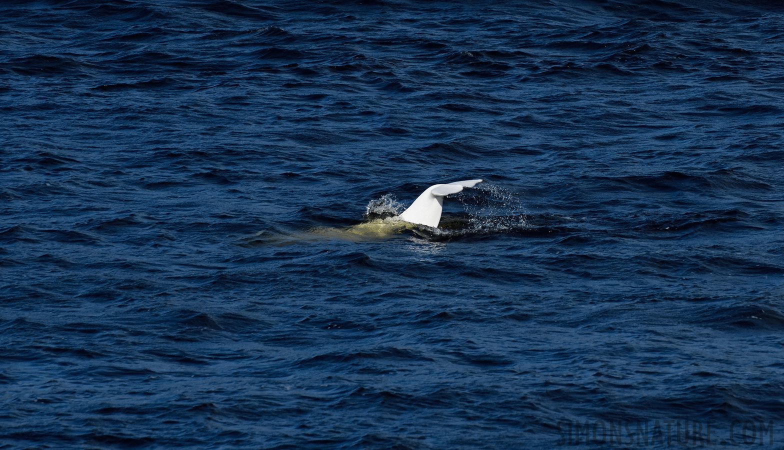 Delphinapterus leucas [400 mm, 1/3200 Sek. bei f / 8.0, ISO 800]